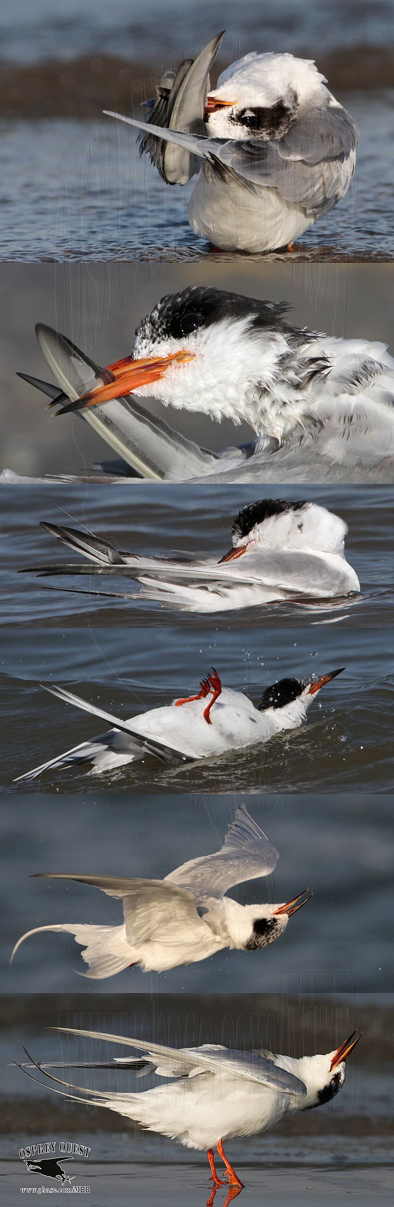 Forsters Tern - HEAD TURNING AND FLICKING.jpg