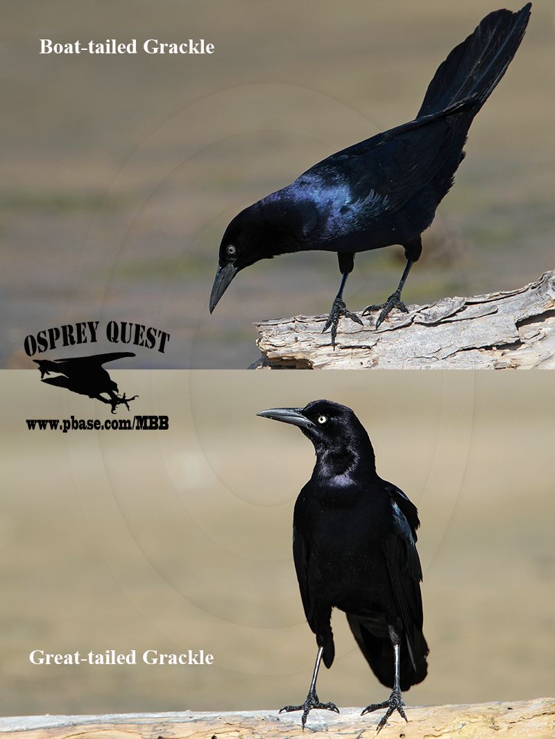 Boat-tailed and Great-tailed Grackle.jpg