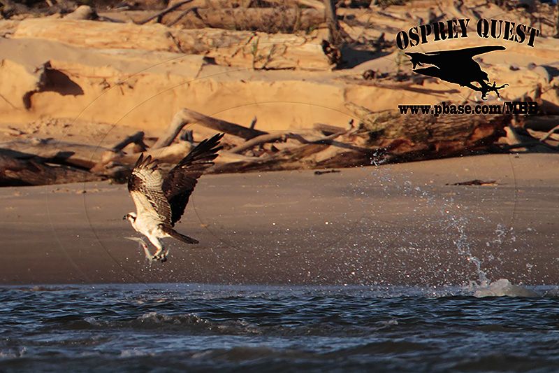 _MG_7376 Osprey with needlefish.jpg