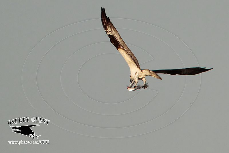 _MG_7399 Osprey with needlefish.jpg