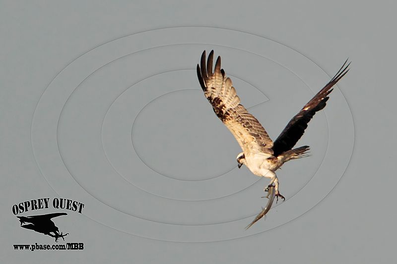 _MG_7629 Osprey with needlefish.jpg