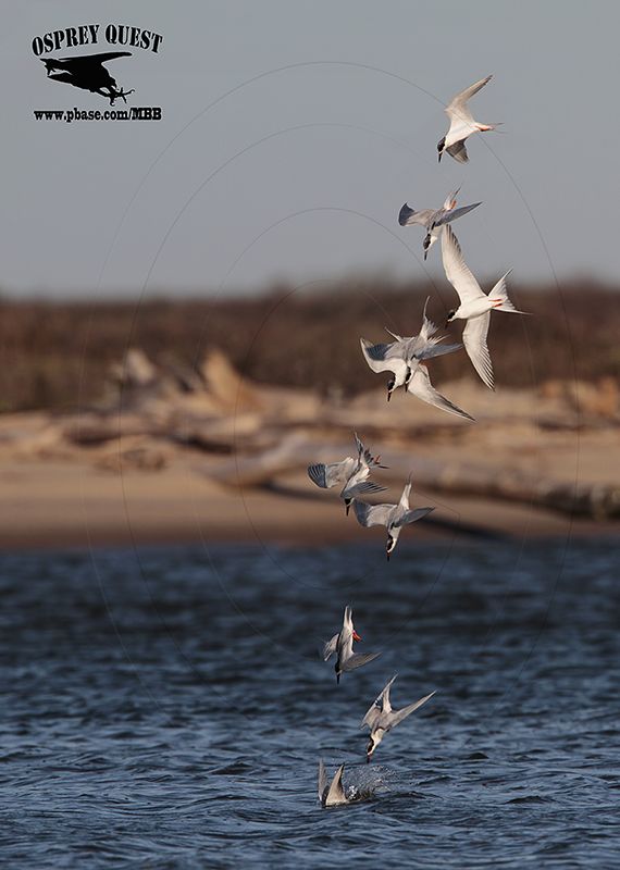 _MG_8205-9 Forsters Tern.jpg