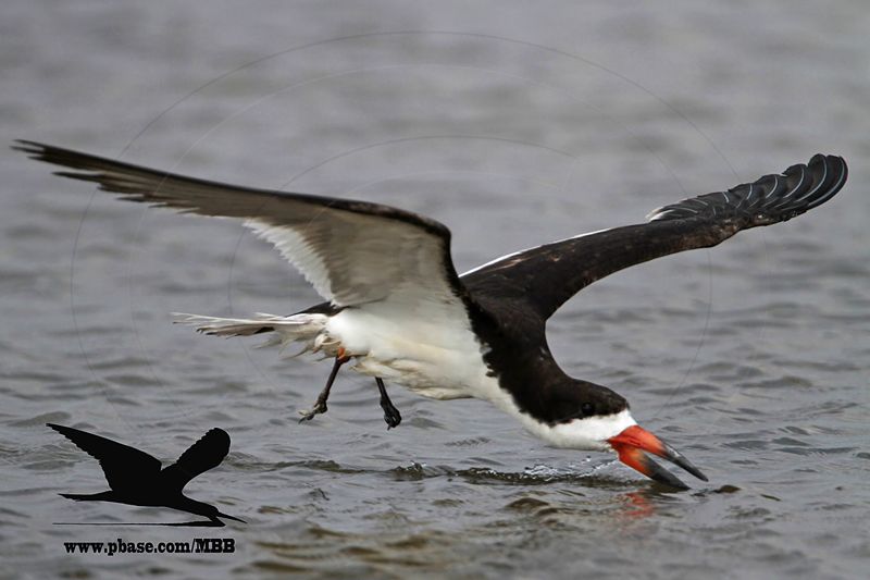 _MG_0102 Black Skimmer.jpg