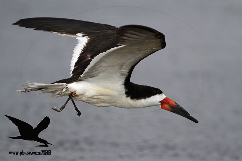 _MG_0116 Black Skimmer.jpg