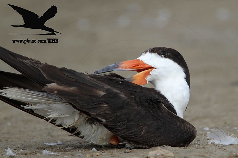 _MG_0292 Black Skimmer.jpg