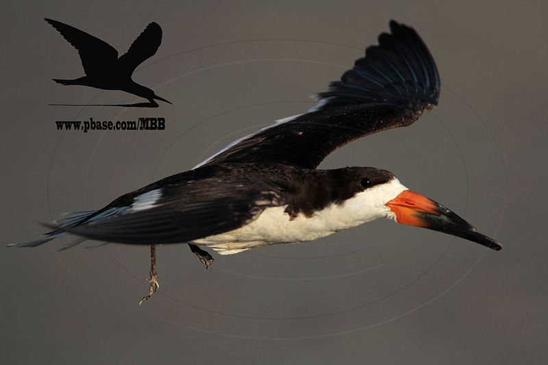 _MG_0298 Black Skimmer.jpg