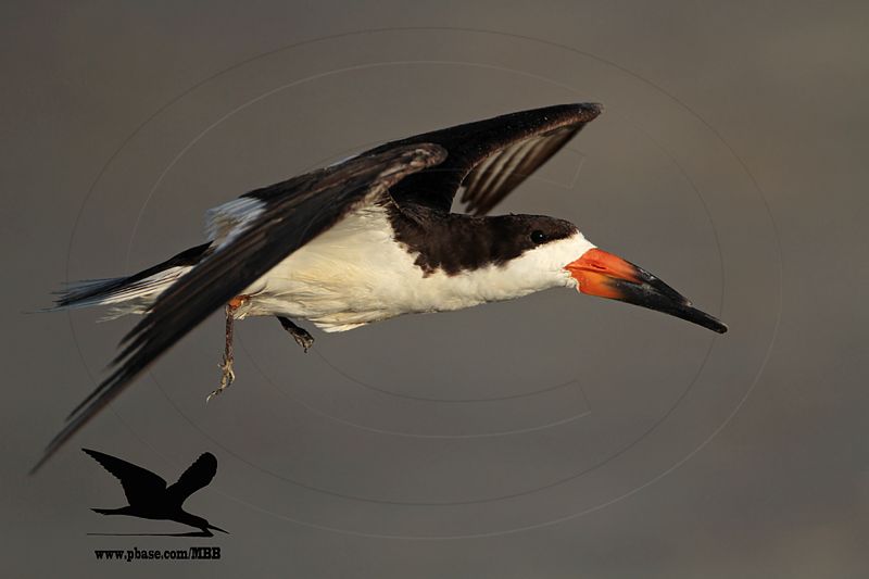 _MG_0299 Black Skimmer.jpg