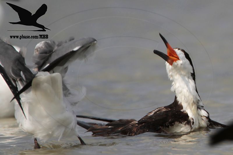 _MG_0837 Black Skimmer.jpg