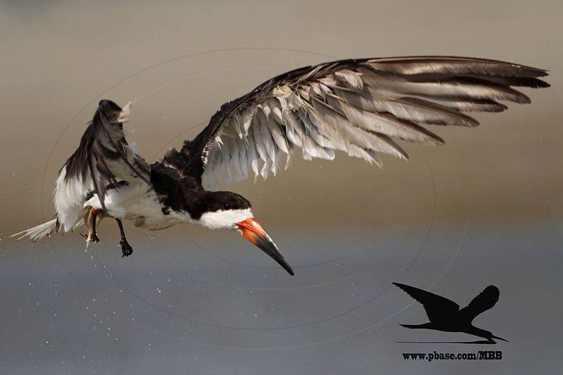 _MG_0871 Black Skimmer.jpg