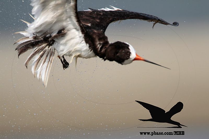 _MG_0887 Black Skimmer.jpg