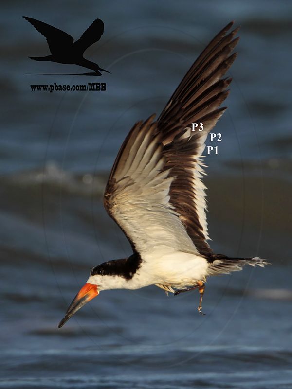 _MG_6779 Black Skimmer.jpg