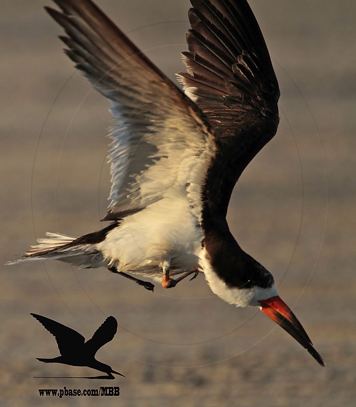 _MG_9495 Black Skimmer.jpg