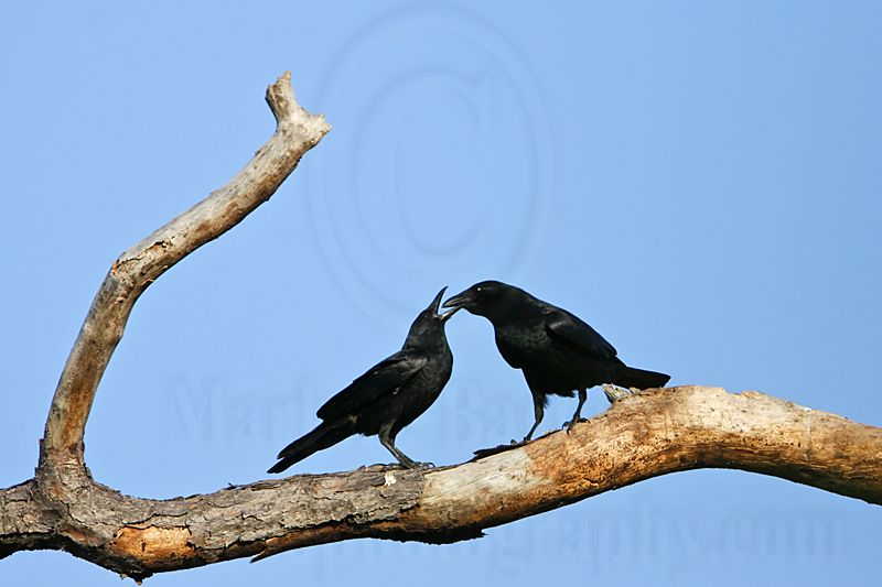 _MG_8619 Fish Crow.jpg
