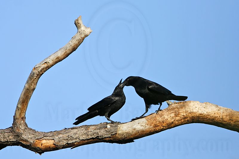 _MG_8620 Fish Crow.jpg