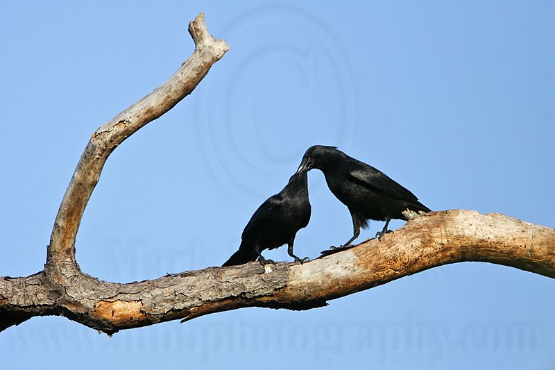 _MG_8623 Fish Crow.jpg
