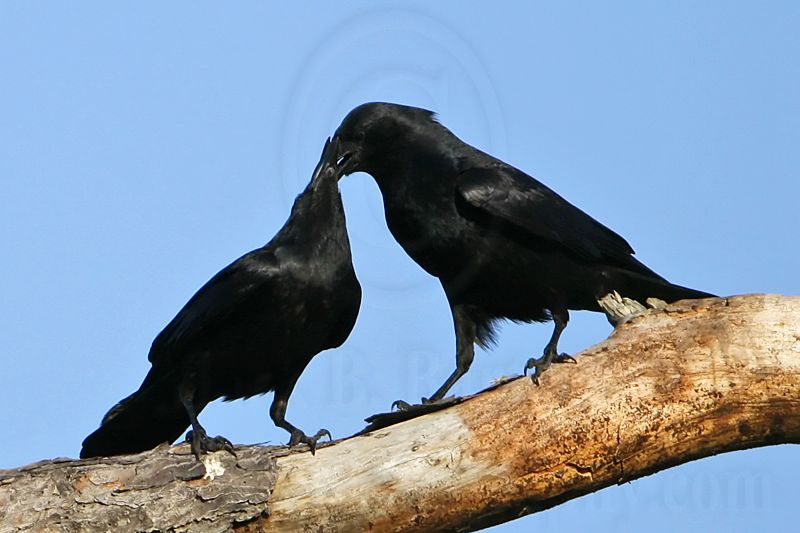 _MG_8624crop Fish Crow.jpg