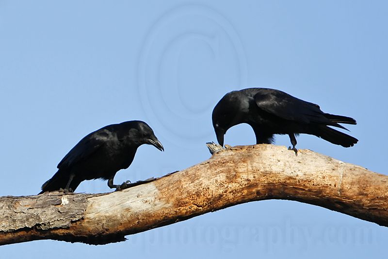 _MG_8640 Fish Crow.jpg