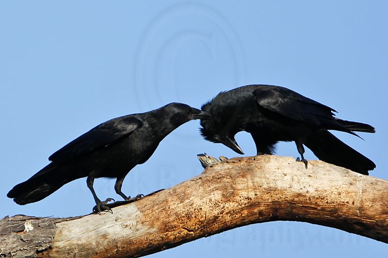 _MG_8657crop Fish Crow.jpg
