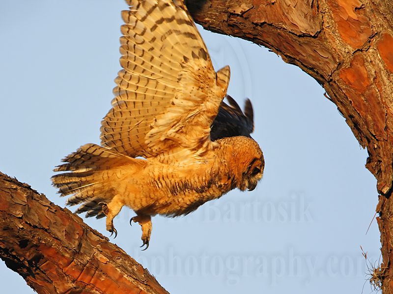 _MG_0484 Great Horned Owljpg