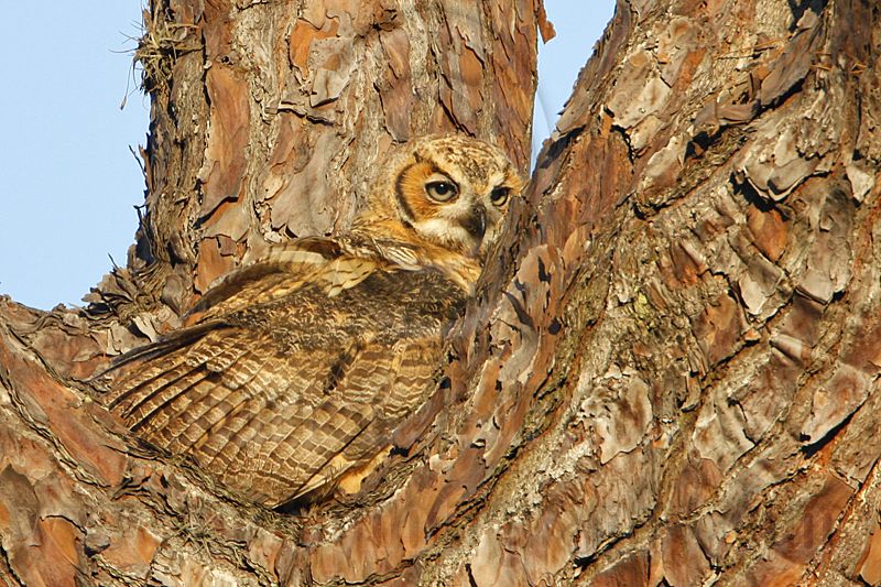 _MG_0770 Great Horned Owl.jpg