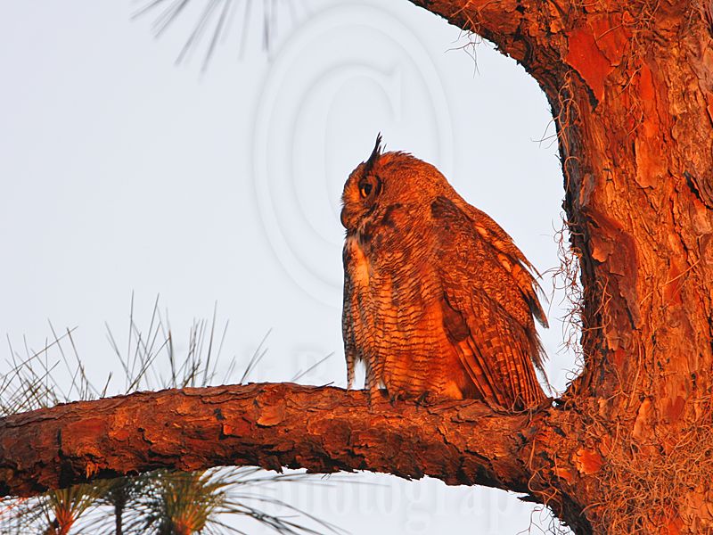 _MG_9705 Great Horned Owl.jpg