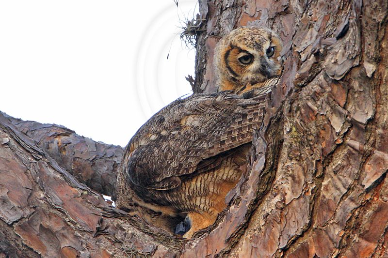 _MG_9889 Great Horned Owl.jpg