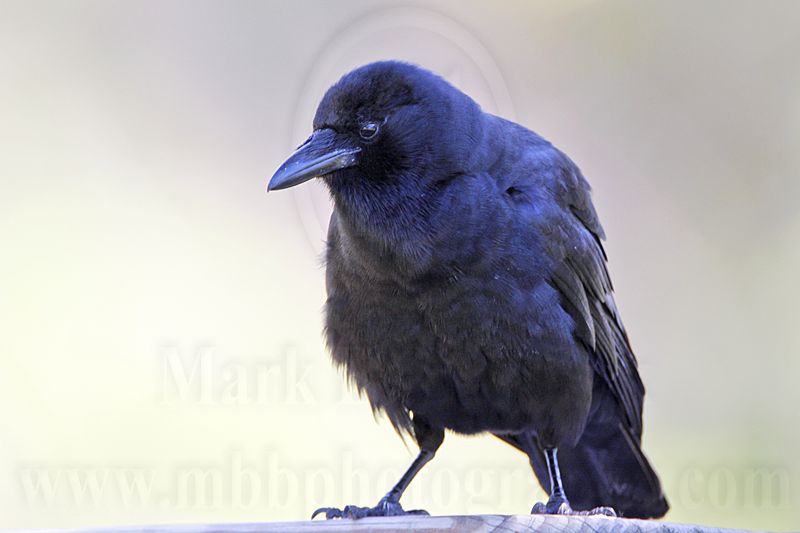_MG_7071 Fish Crow.jpg