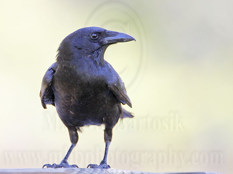 _MG_7106 Fish Crow.jpg
