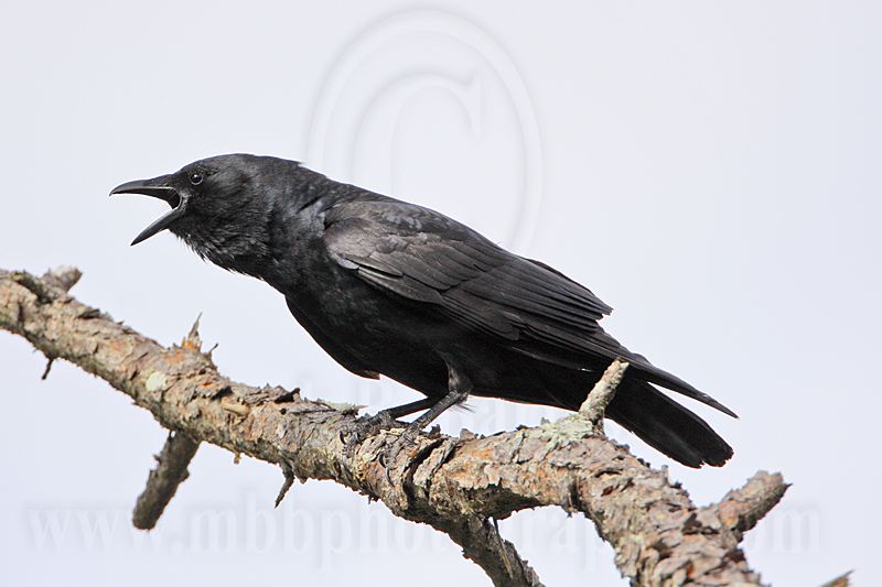 _MG_7177 Fish Crow.jpg