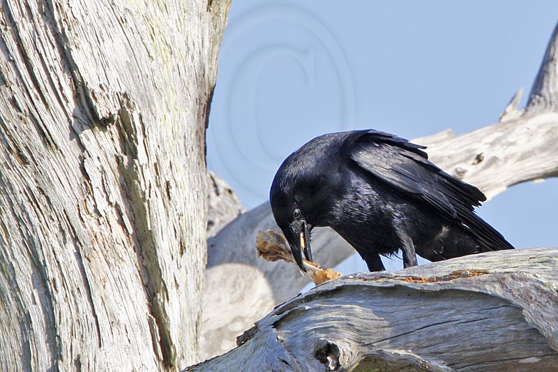 _MG_7539 Fish Crow.jpg