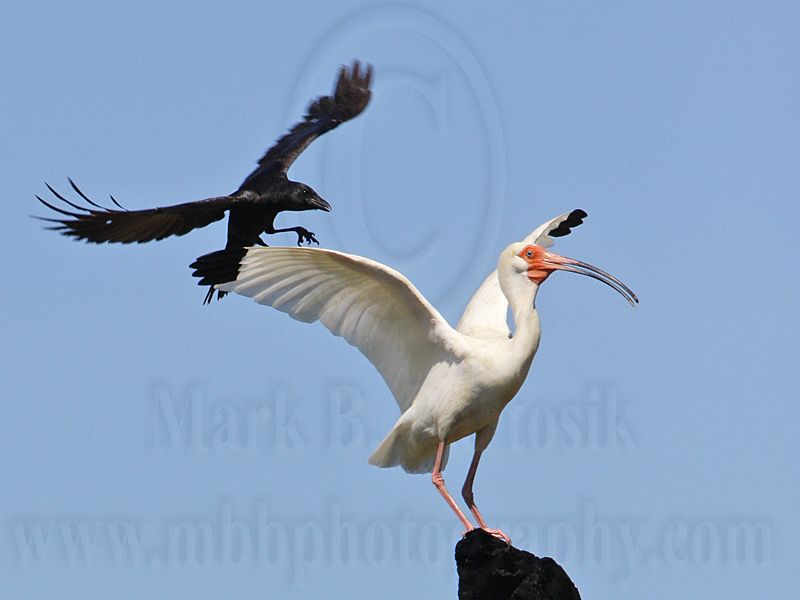 _MG_0934crop Fish Crow & White Ibis.jpg