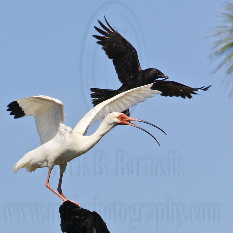 _MG_0936crop Fish Crow & White Ibis.jpg