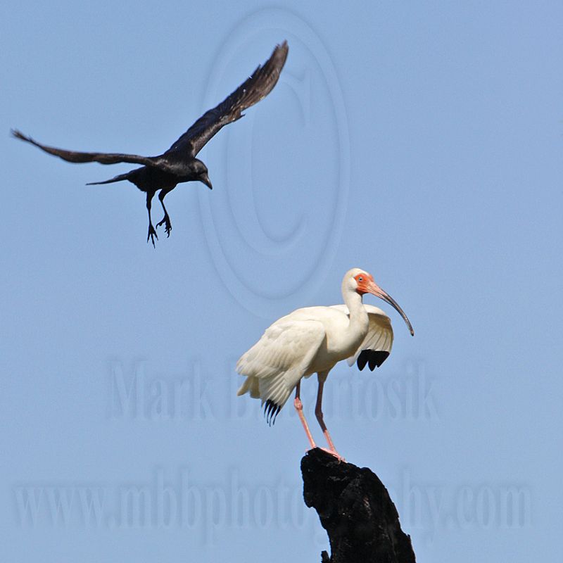 _MG_0958 Fish Crow & White Ibis.jpg