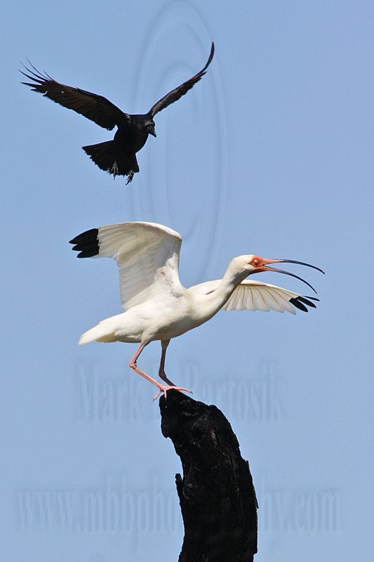 _MG_0968 Fish Crow & White Ibis.jpg