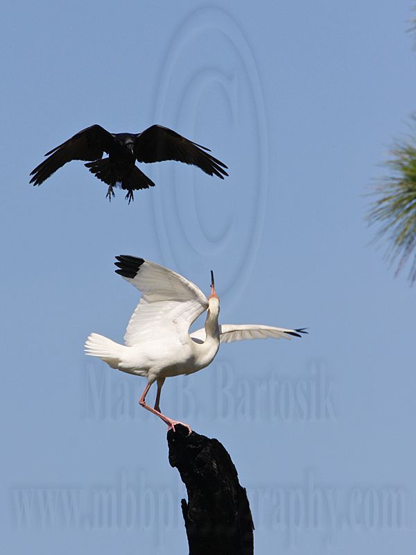 _MG_0973 Fish Crow & White Ibis.jpg
