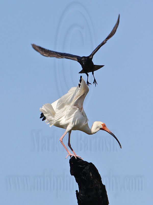 _MG_0999 Fish Crow & White Ibis.jpg