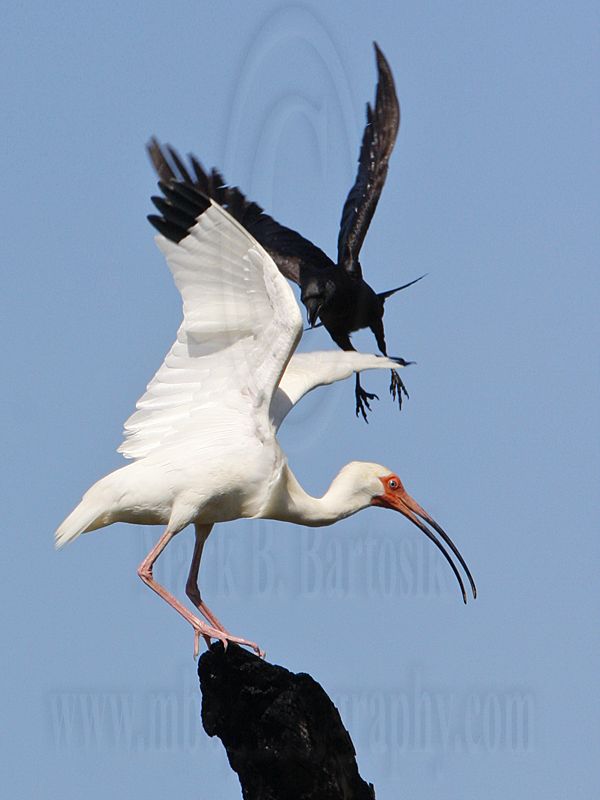 _MG_1000 crop Fish Crow & White Ibis.jpg