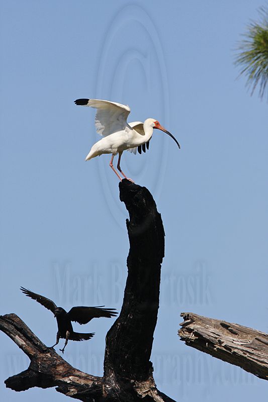 _MG_1005 Fish Crow & White Ibis.jpg