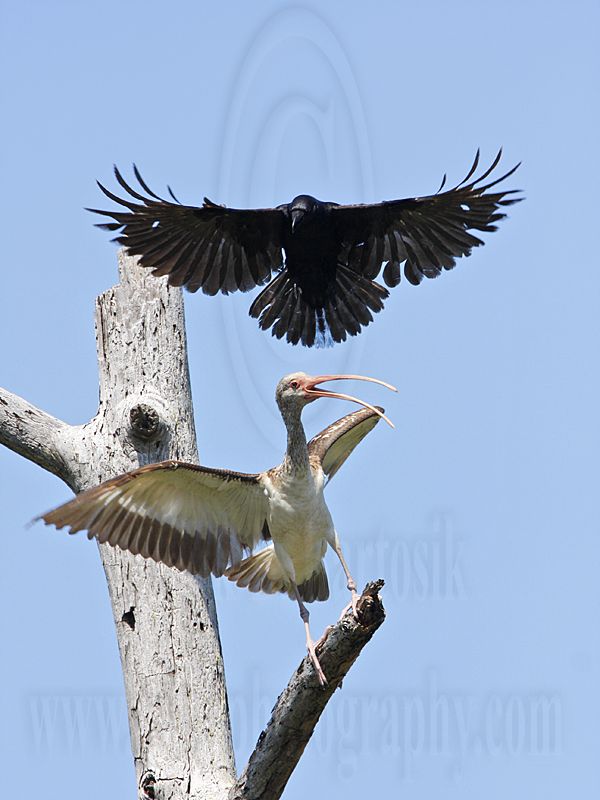_MG_1085 Fish Crow & White Ibis.jpg