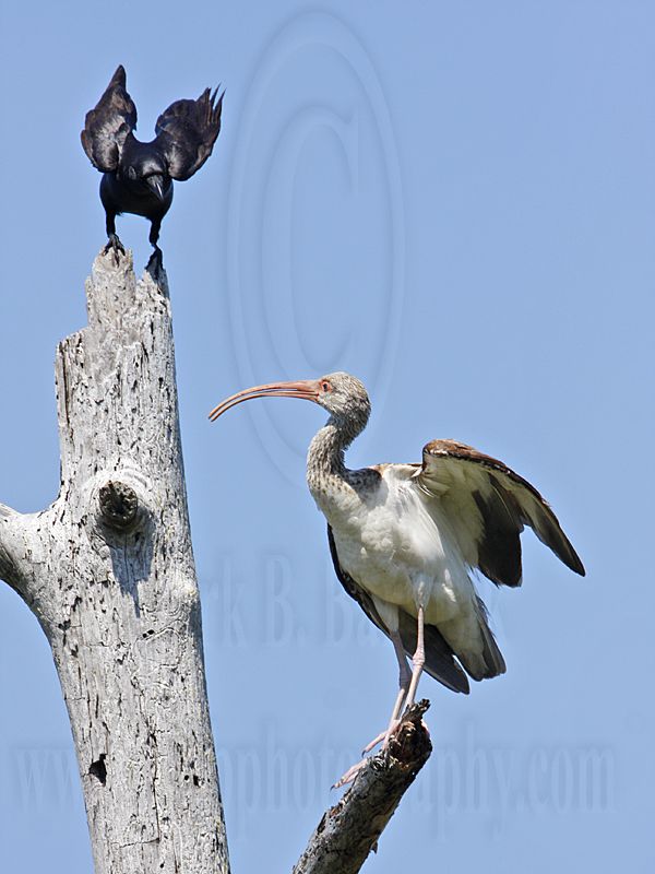 _MG_1106 Fish Crow & White Ibis.jpg