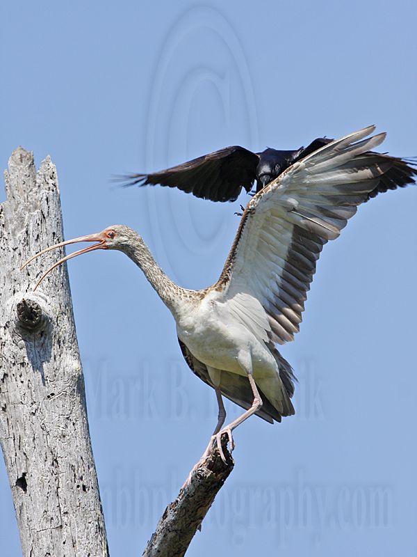 _MG_1156 Fish Crow & White Ibis.jpg