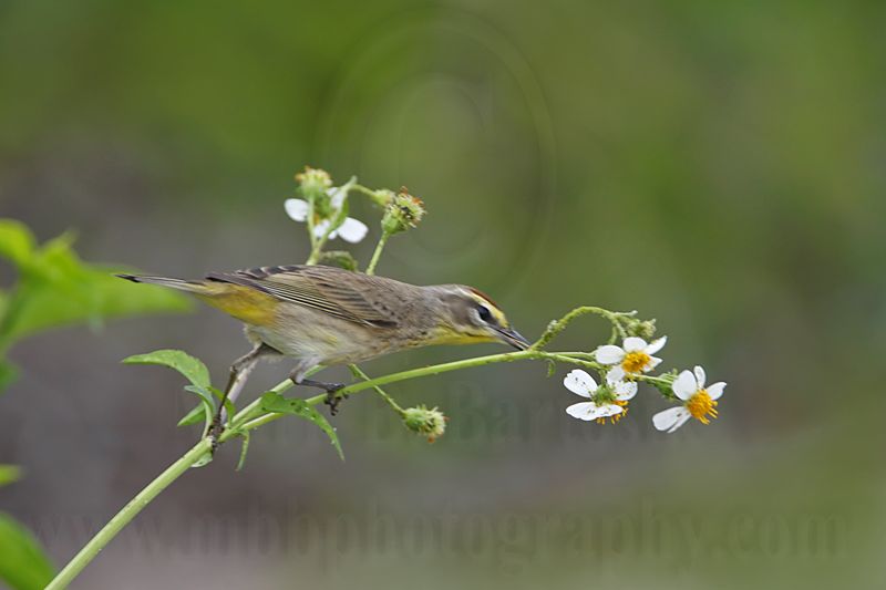 _MG_2900 Palm Warbler.jpg