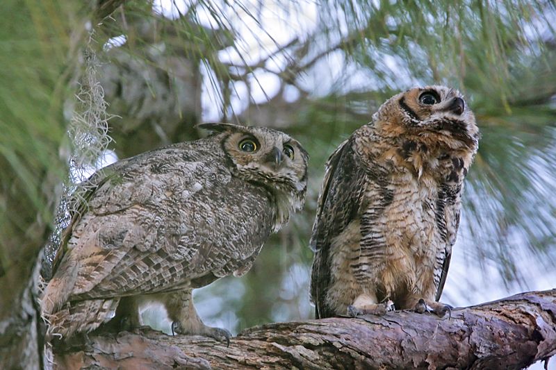 _MG_3272 Great Horned Owl.jpg