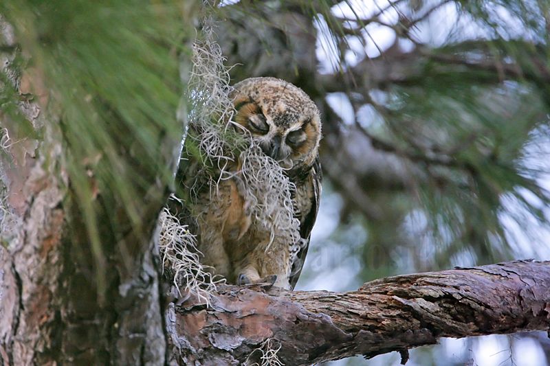 _MG_3361 Great Horned Owl.jpg