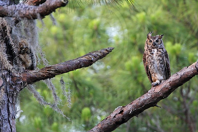 _MG_3516 Great Horned Owl.jpg