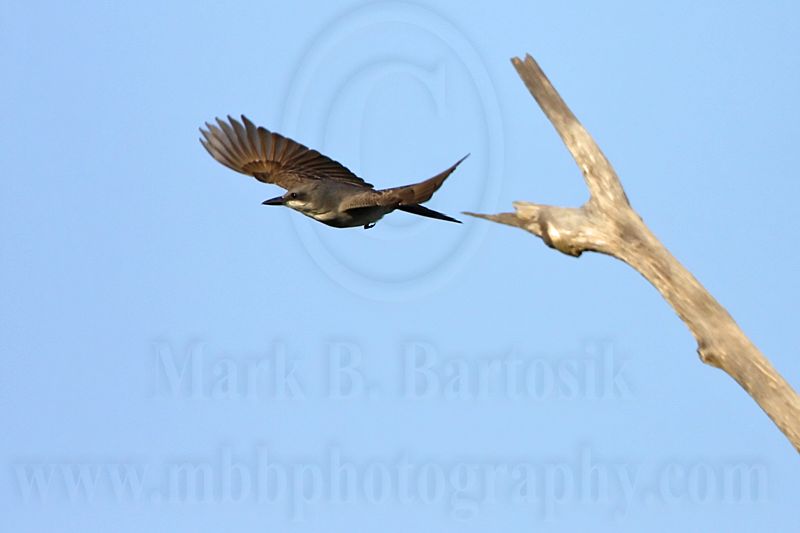 _MG_8178 Gray Kingbird.jpg