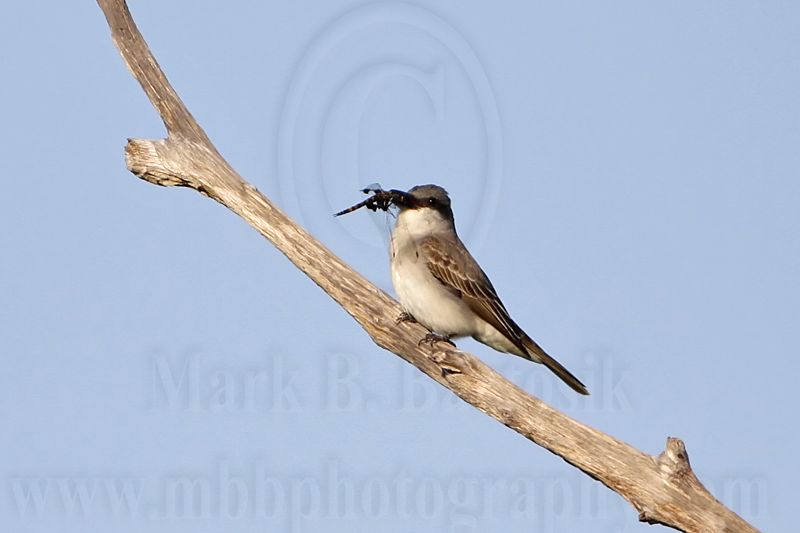 _MG_8193 Gray Kingbird.jpg