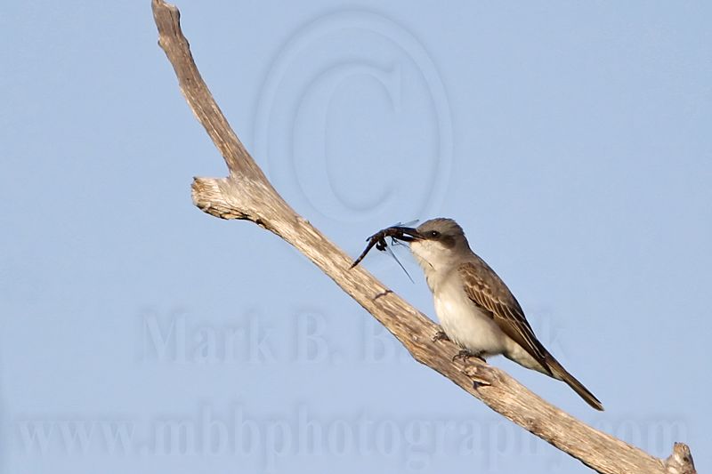 _MG_8195 Gray Kingbird.jpg