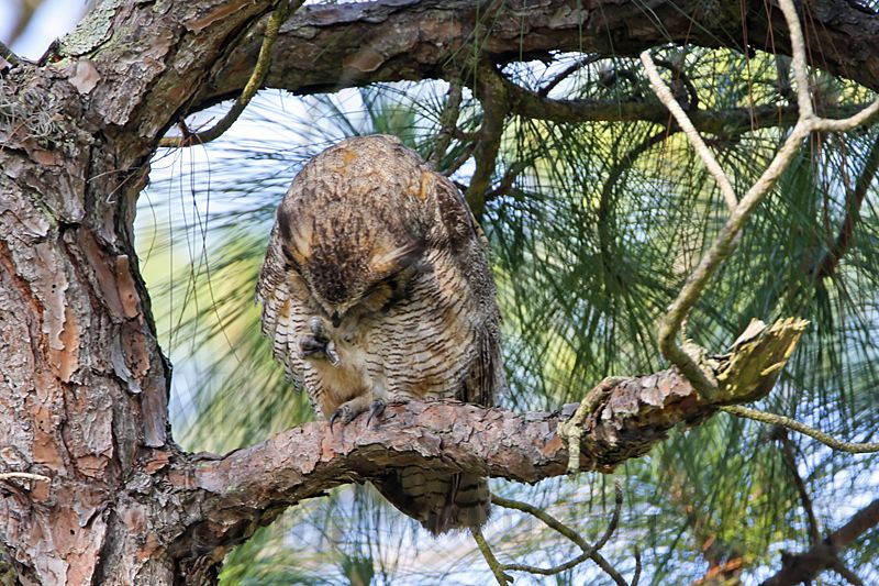 _MG_8477 Great Horned Owl.jpg