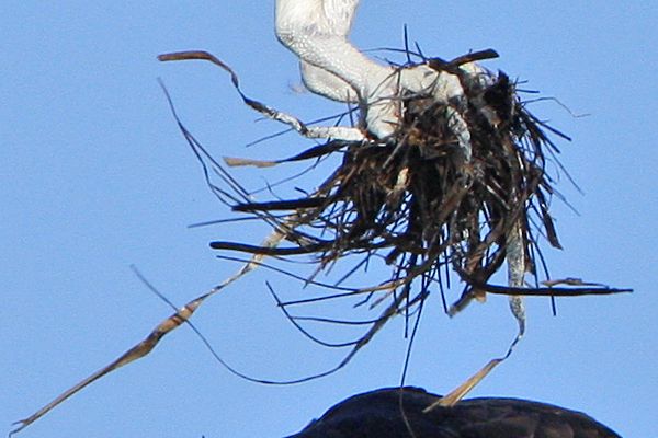 _MG_6119crop.jpg